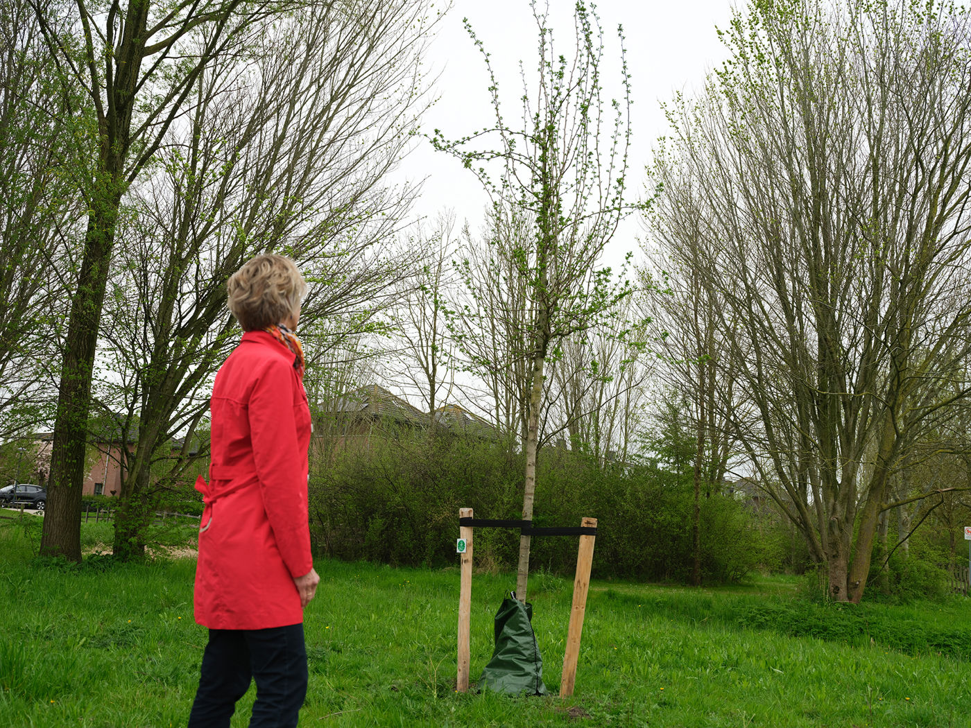 Rotary Mijn Droomboom - Persoon die kijkt naar boom in John Raedeckerhof Hoorn Rotary Mijn Droomboom - Persoon die kijkt naar boom in John Raedeckerhof Hoorn